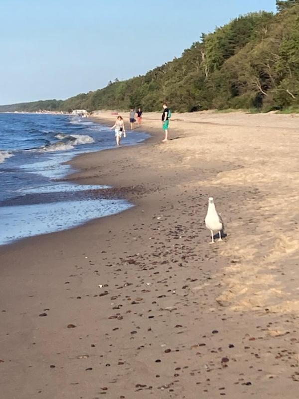 Domki Alex Przy Plazy Dziwnowek Bagian luar foto
